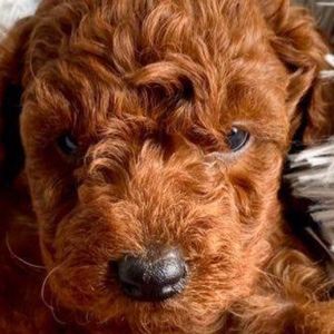 Meet your Posher, Colin